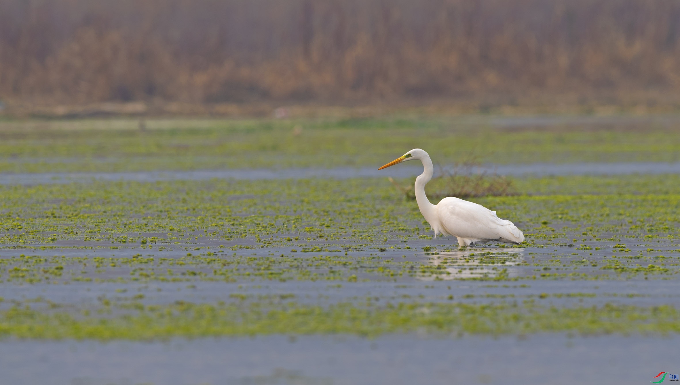 DSC_4072-2 - ����.jpg