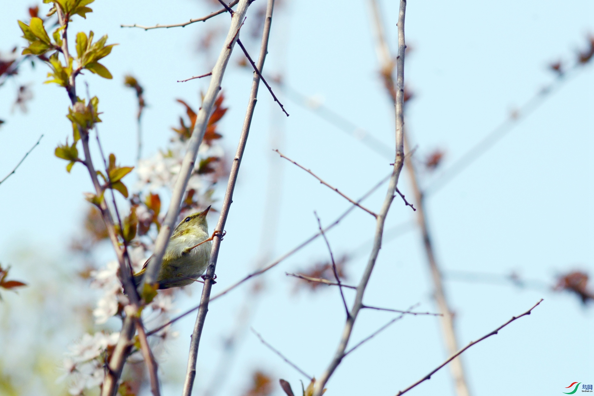 ����С����