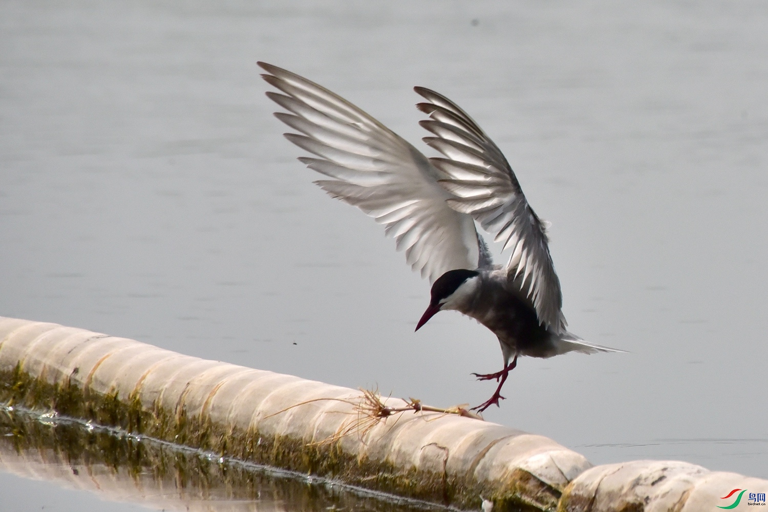 DSC_9469.JPG