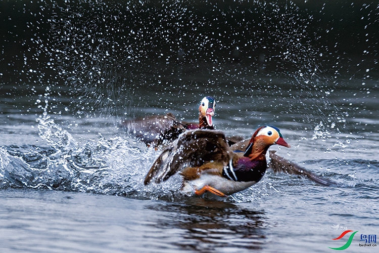 ����׷�Ұ���