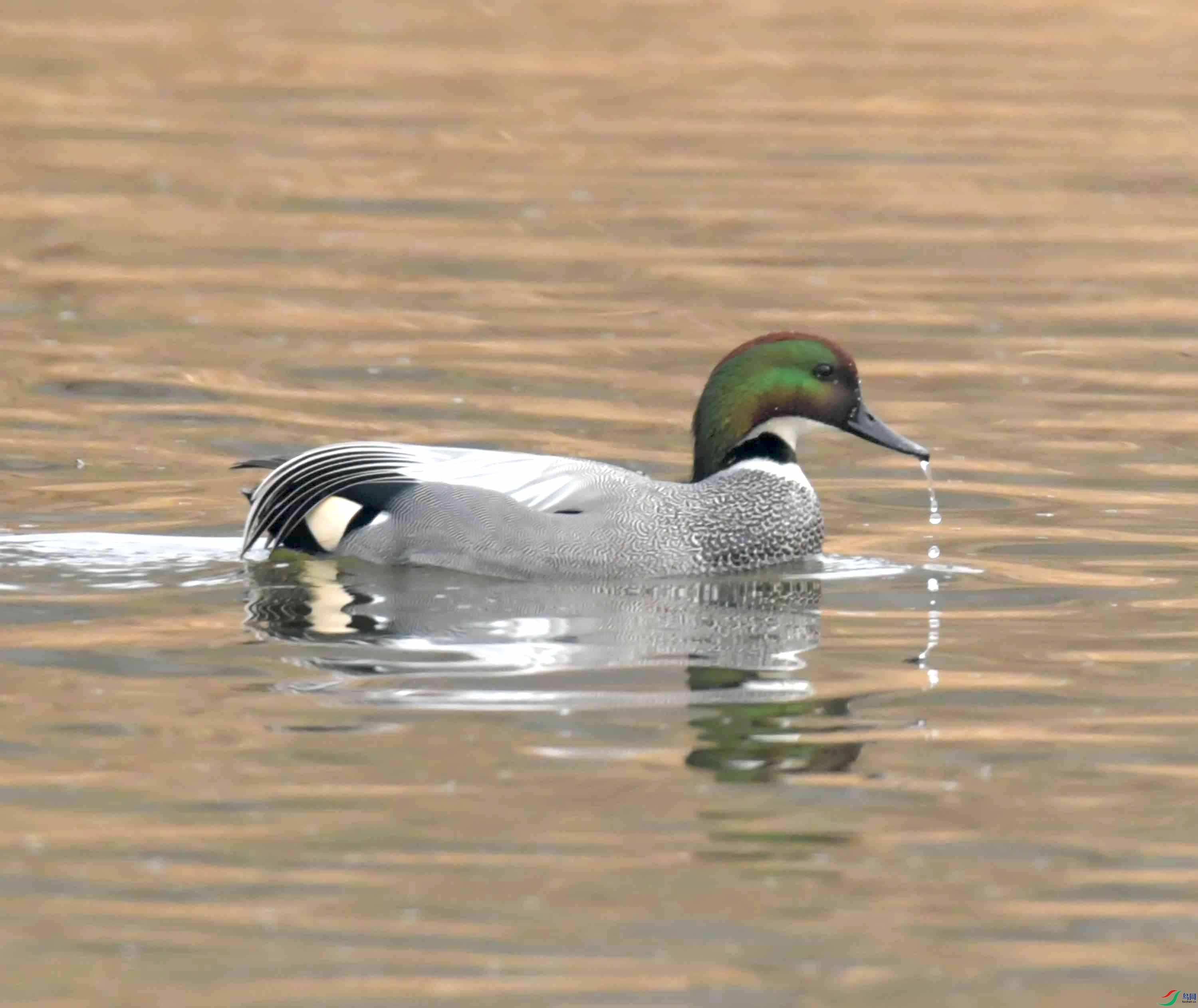 一组温榆河的螺纹鸭摄于北京