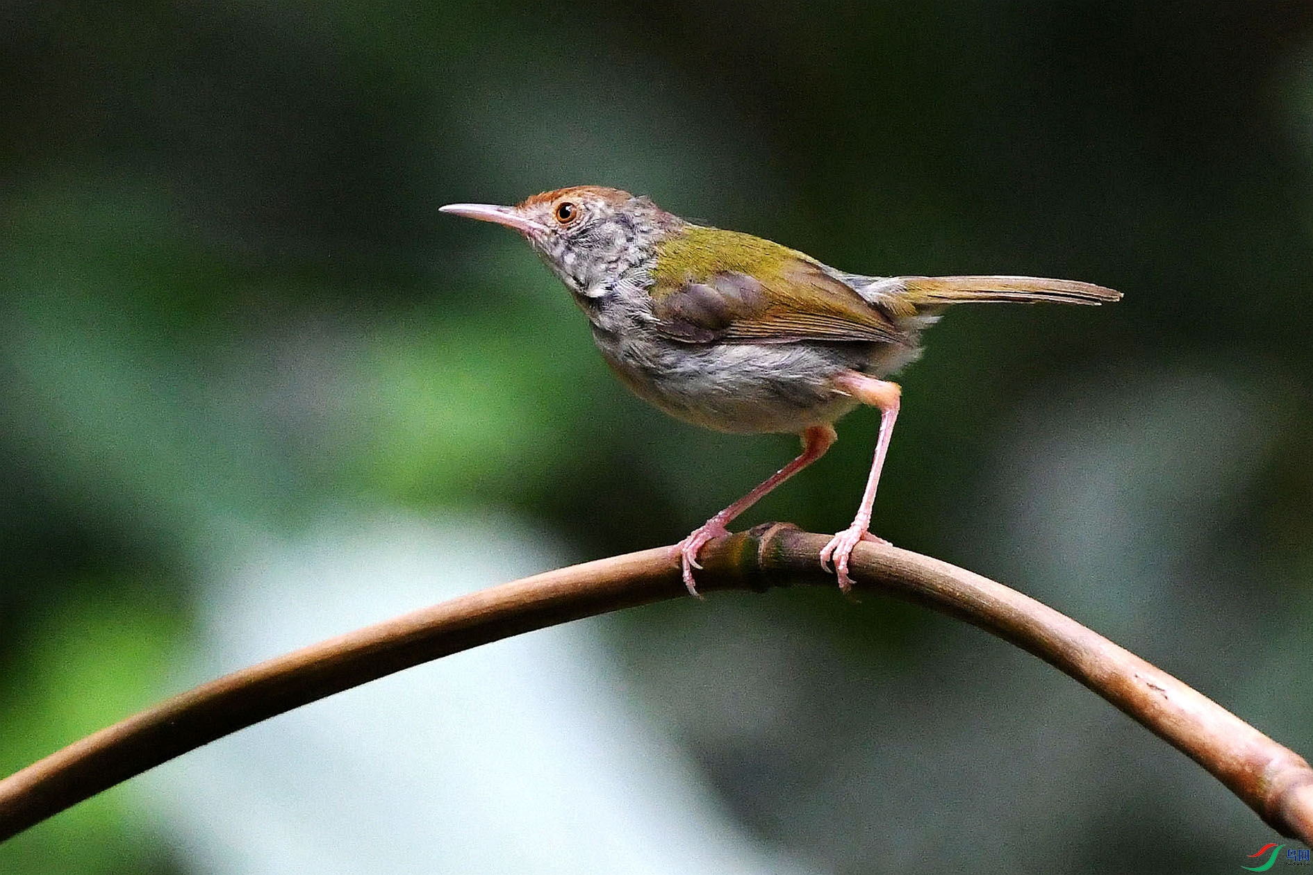 NIKON D5001584_����.jpg