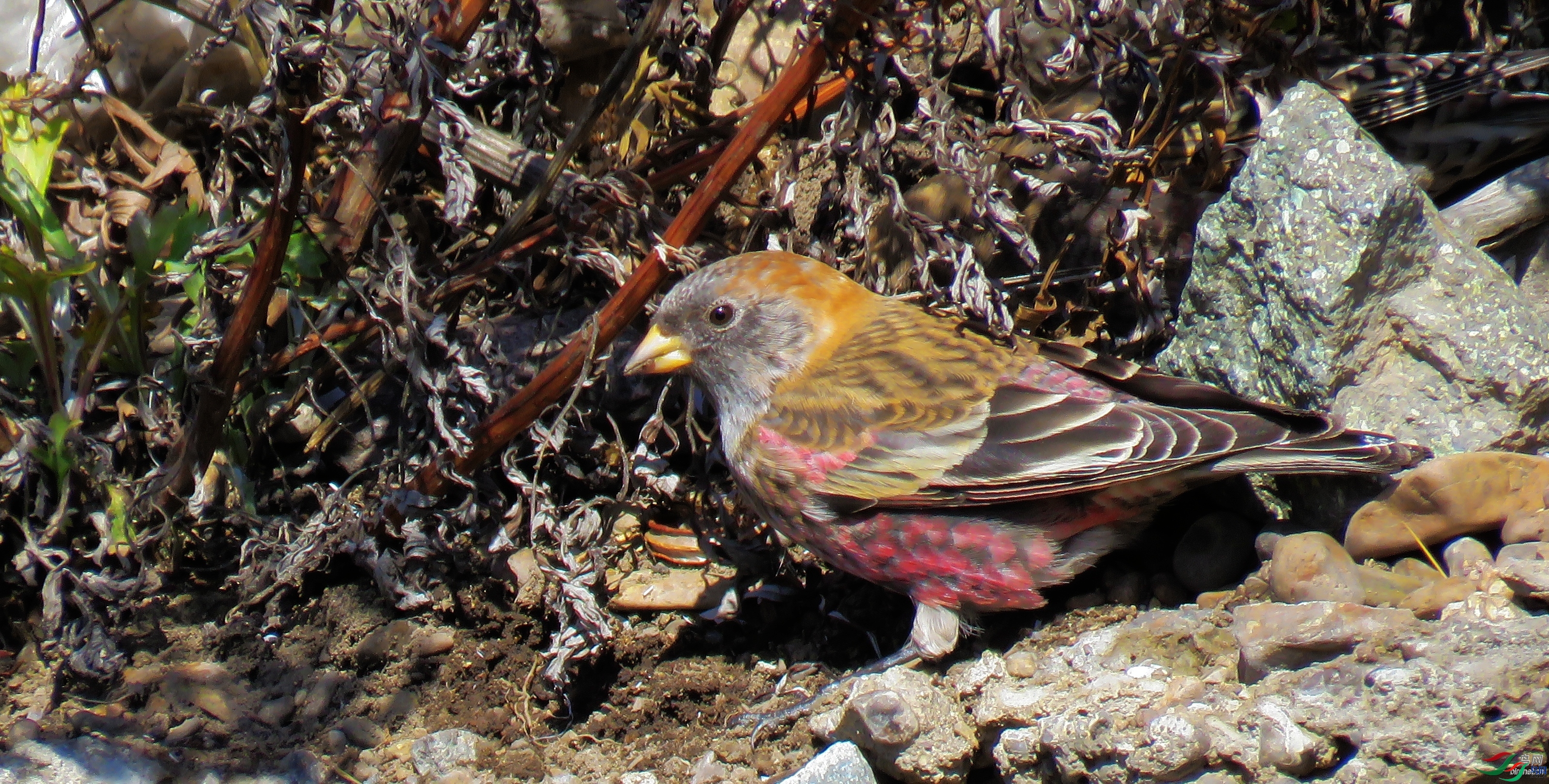 �۸���  ��ʦ���������ɹ����������ױ����и�����.jpg