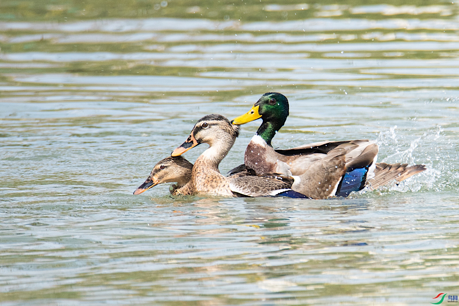 DSC_8805.jpg