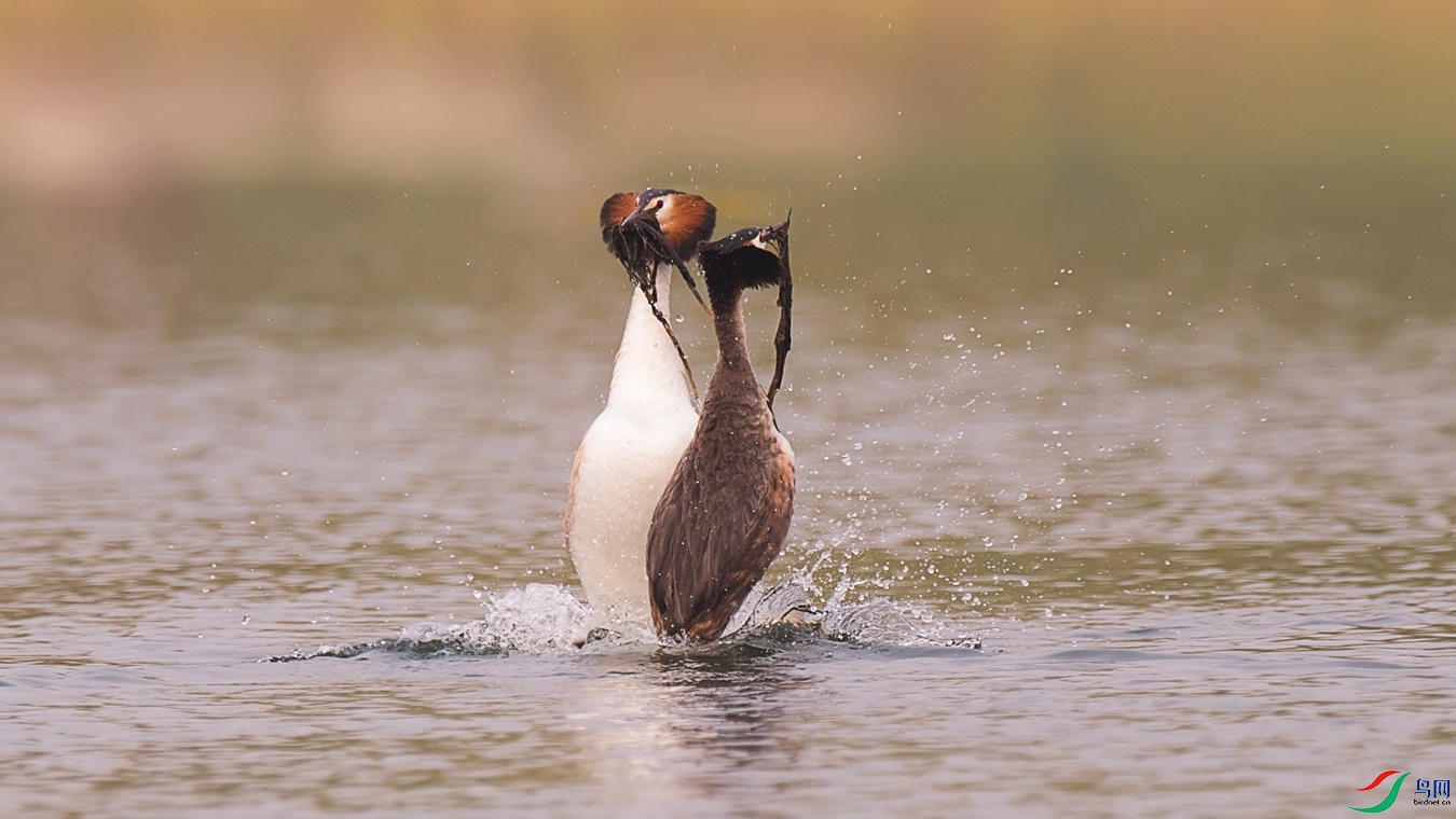 DSC_7397 - ����.jpg