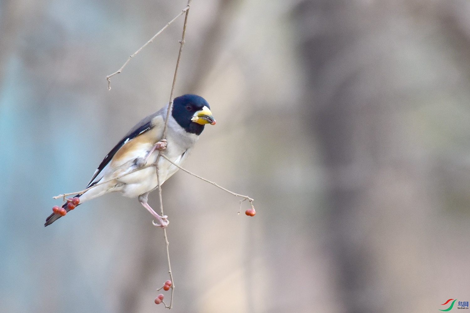 DSC_7738.JPG