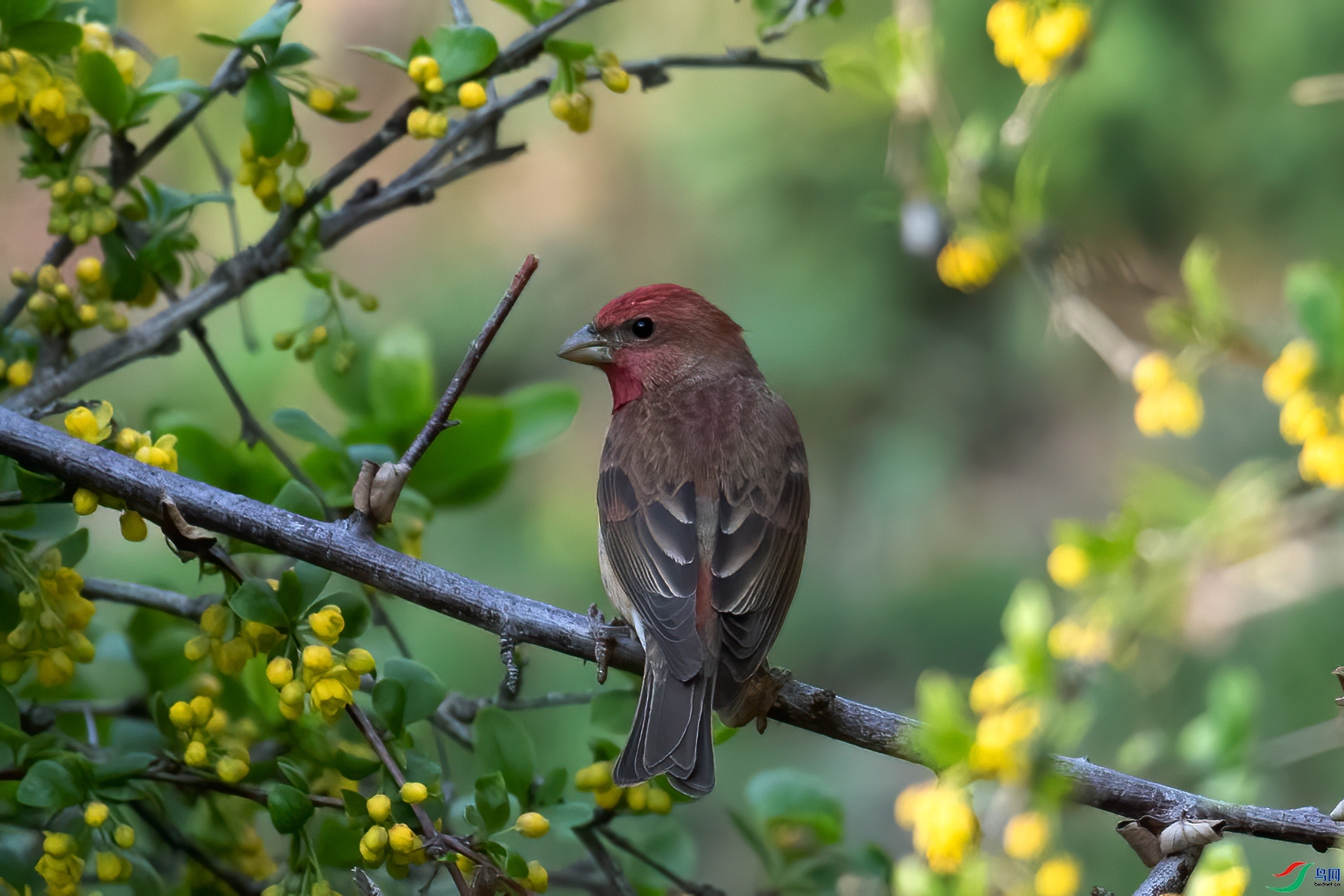 zhanghj486  ��ʦ��������.��.ά.��.��.������.��.³.ľ.��.��.jpg