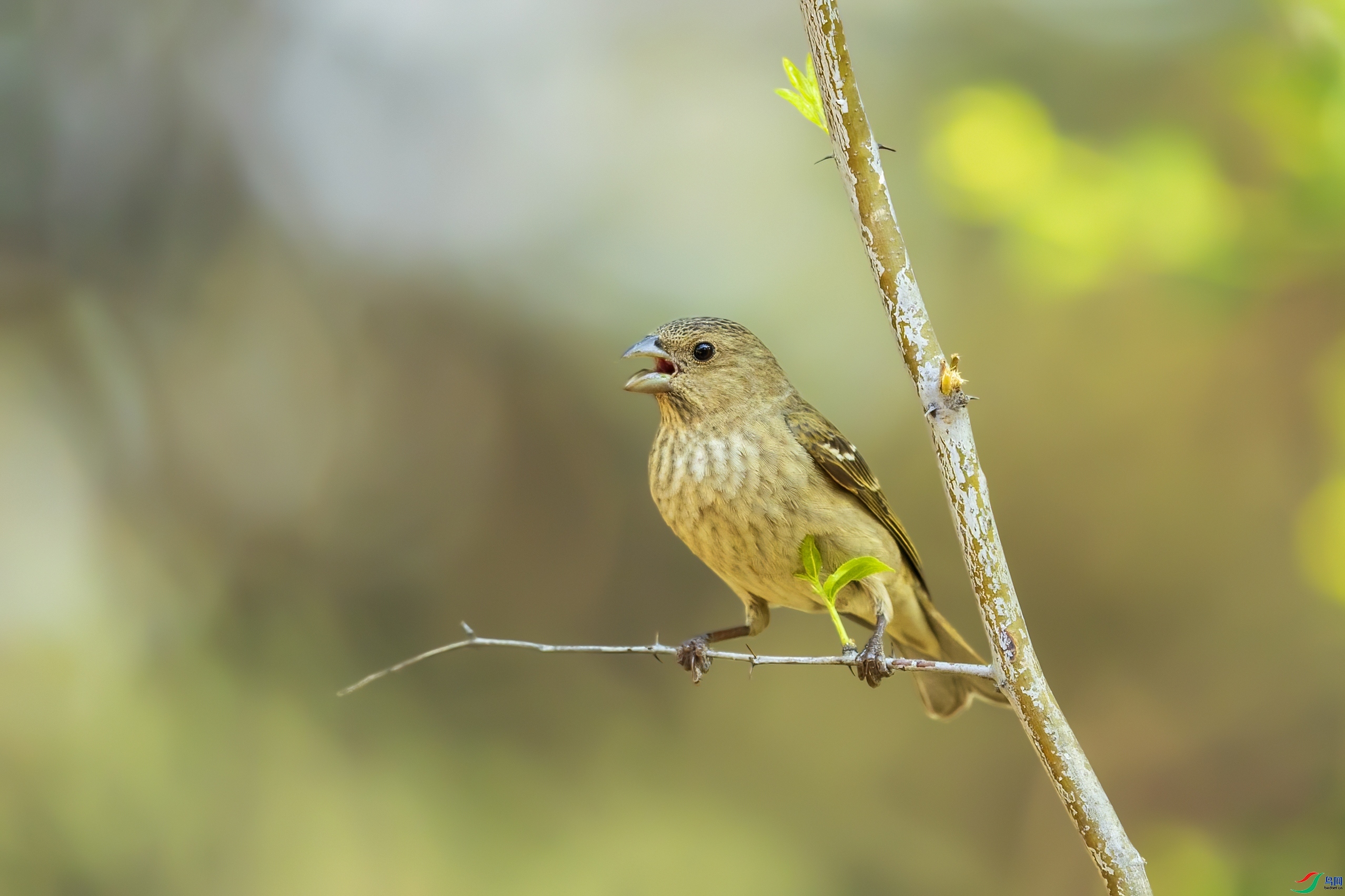 �Ű�  ��ʦ����������м���.jpg