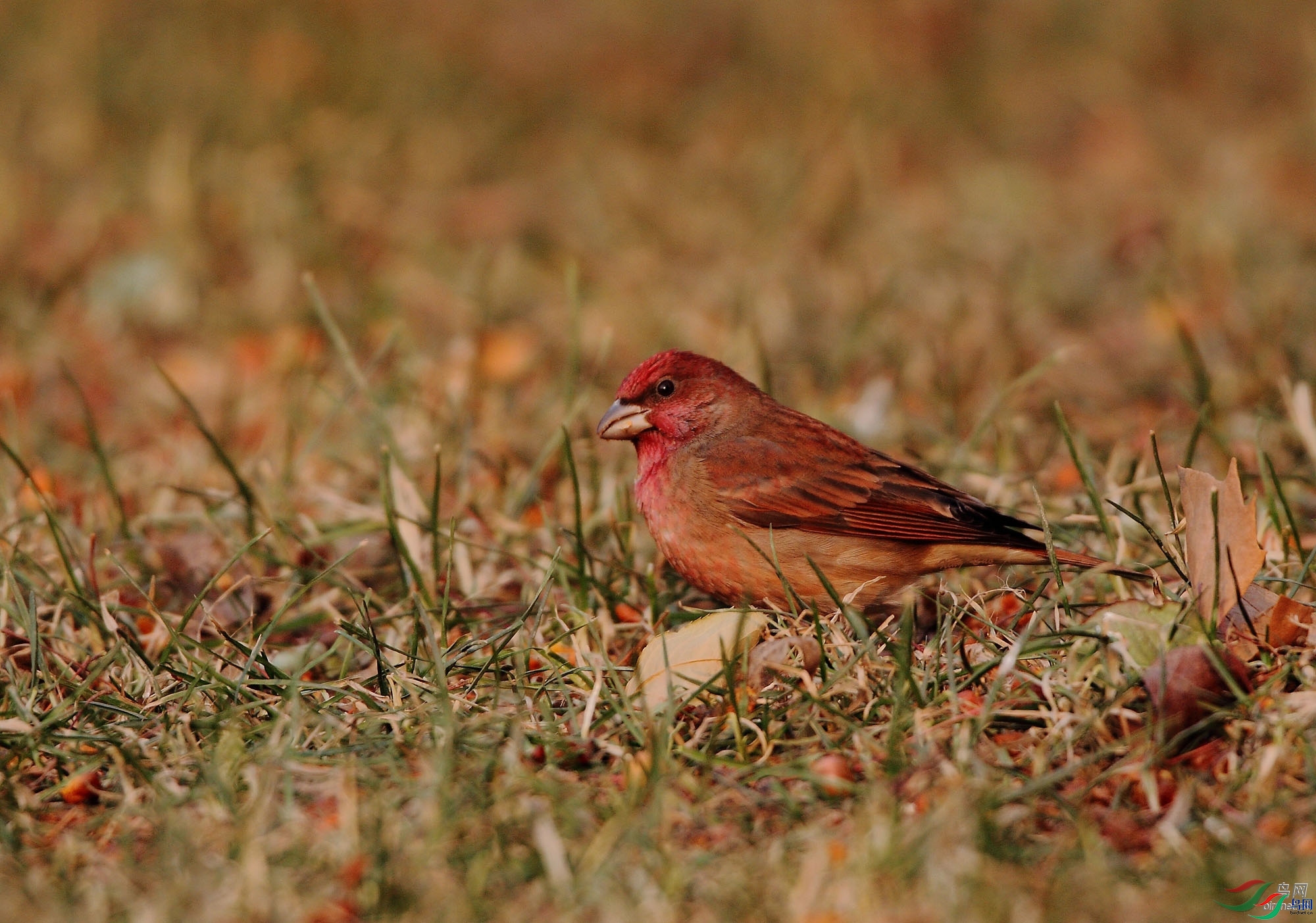 �ǲ�  ��ʦ�����ںӱ�ʡʯ��ׯ��.jpg