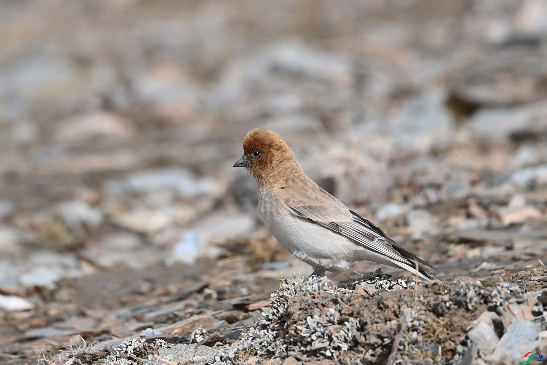 ����ϸ��  ��ʦ�������ຣʡ�����ɹ������������ ���ľ��1.jpg