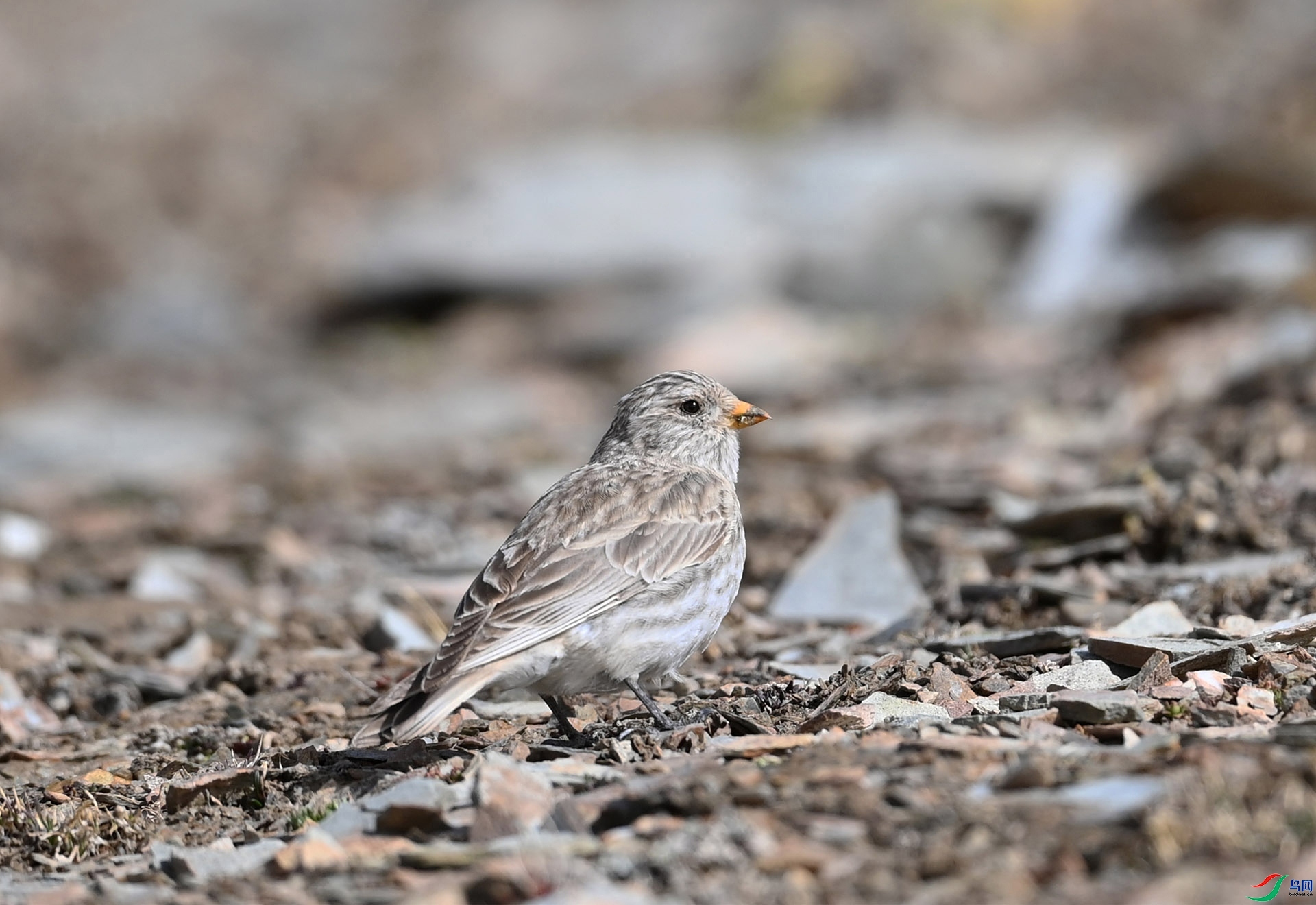 ����ϸ��  ��ʦ�������ຣʡ�����ɹ������������ ���ľ��.jpg