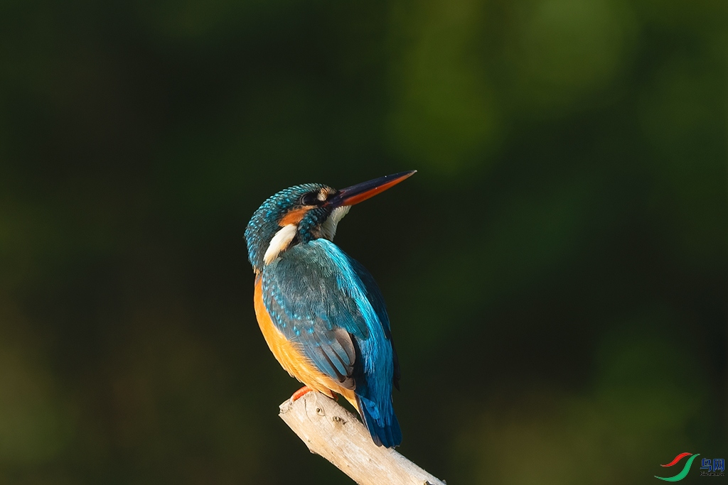 DSC_0529_DxOa.jpg