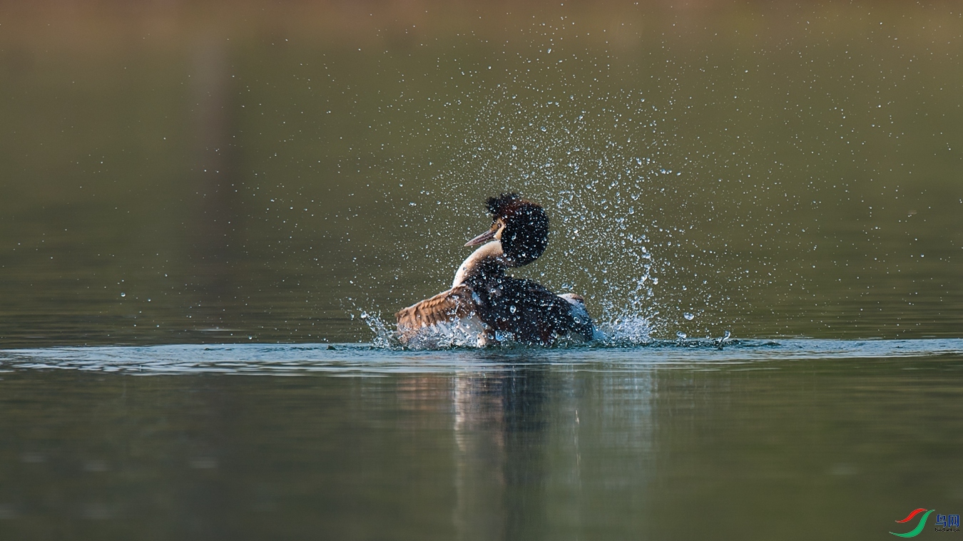 DSC_8310 - ����.jpg