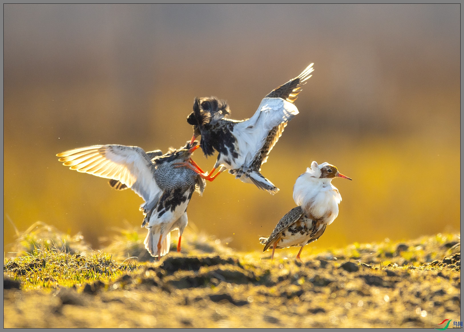 ��DSC_1274.jpg