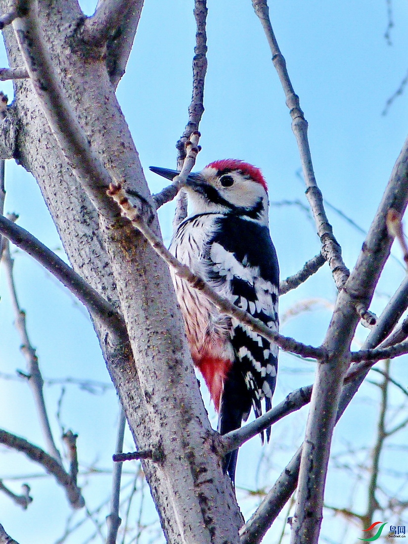 �����ľ��