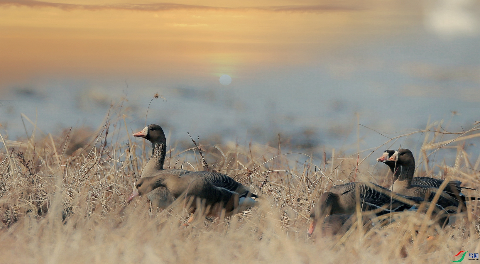 ����ĺ���