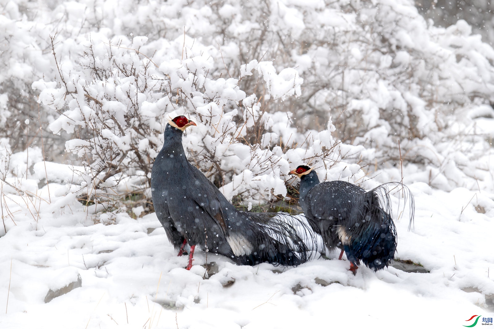 DSC_5273 ����_����.jpg