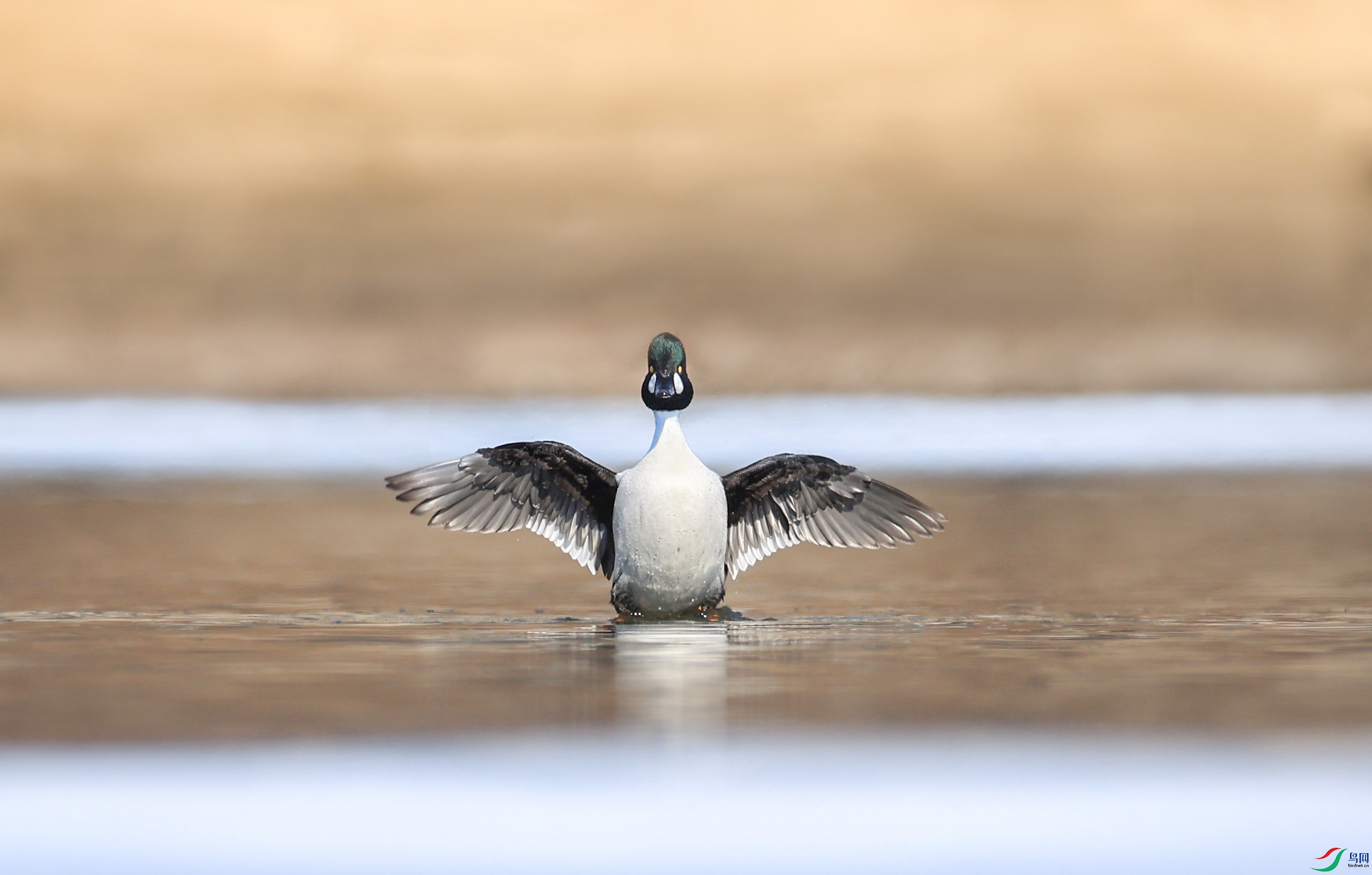 ����˧��˧