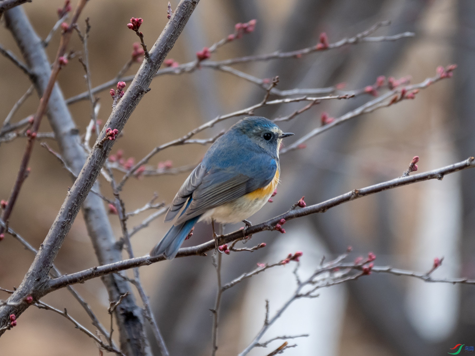 ������β�