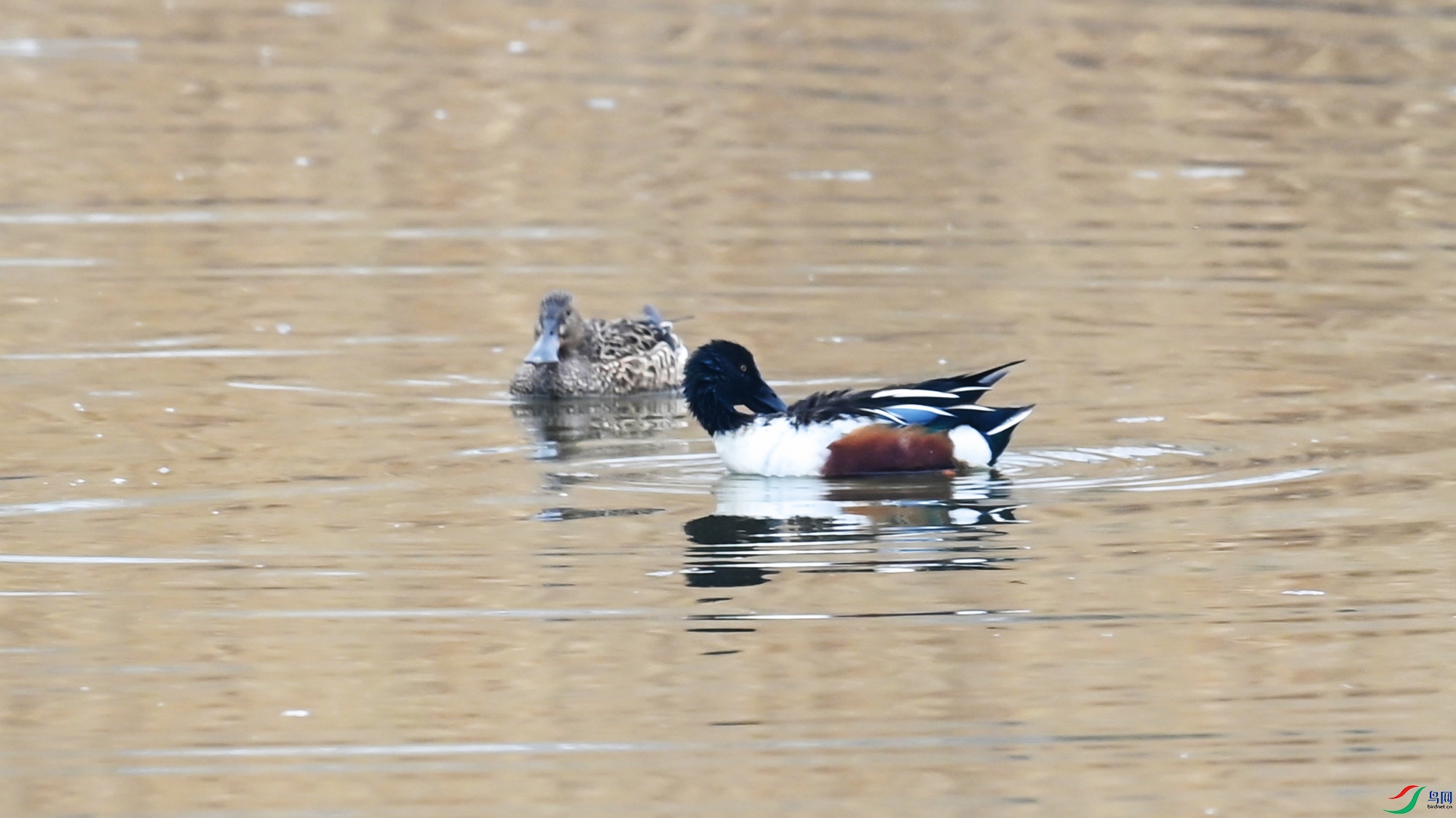 DSC_0521-.jpg