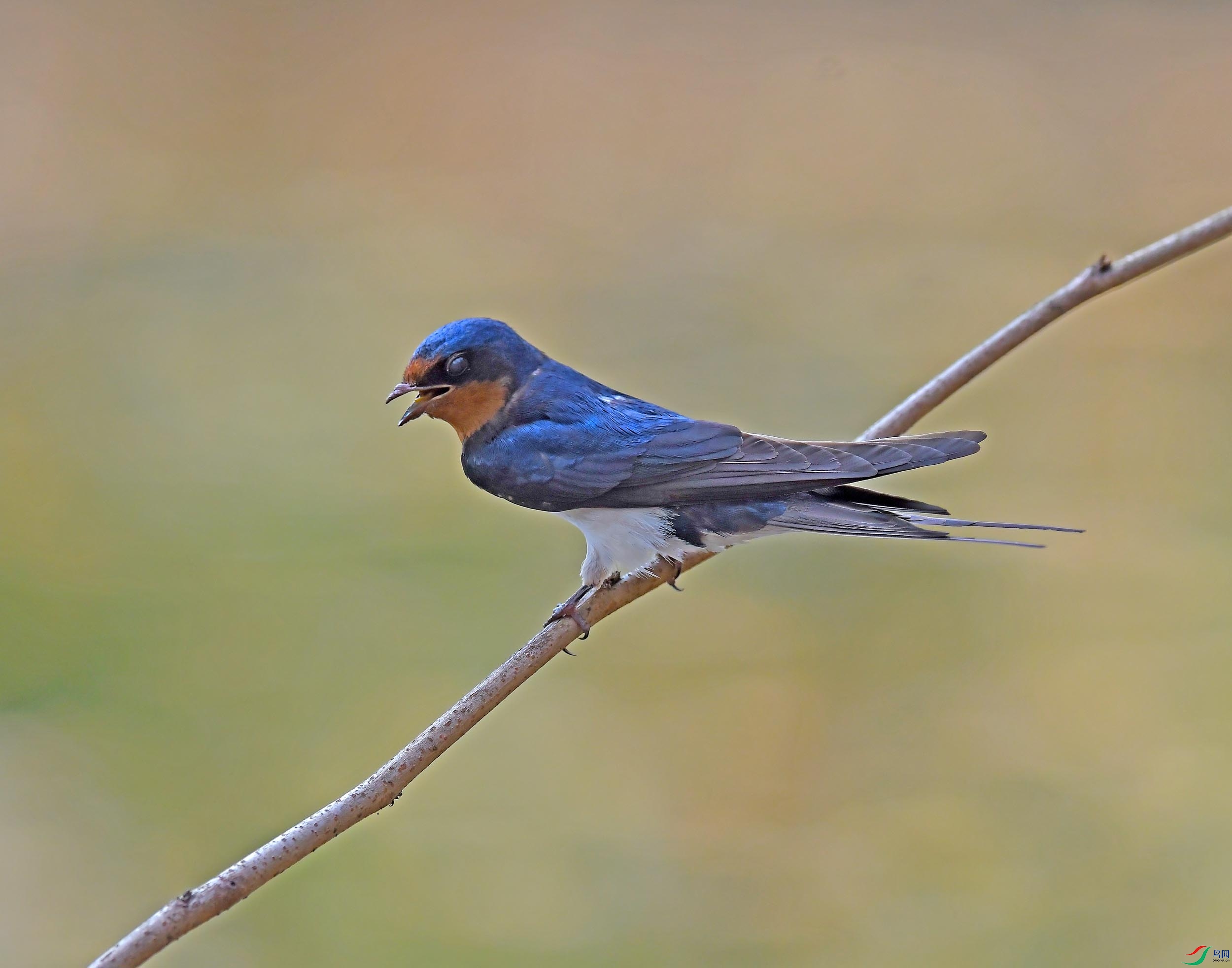 DSC_6325.JPG
