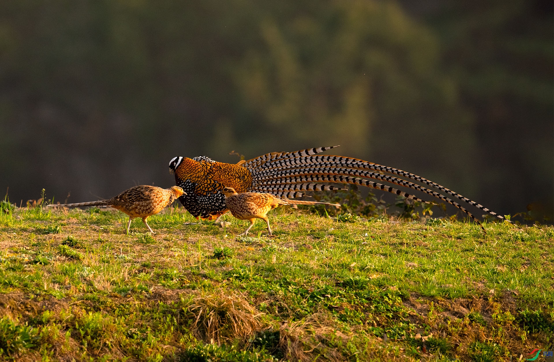 WLZ_0171�׹ڳ�β��.jpg