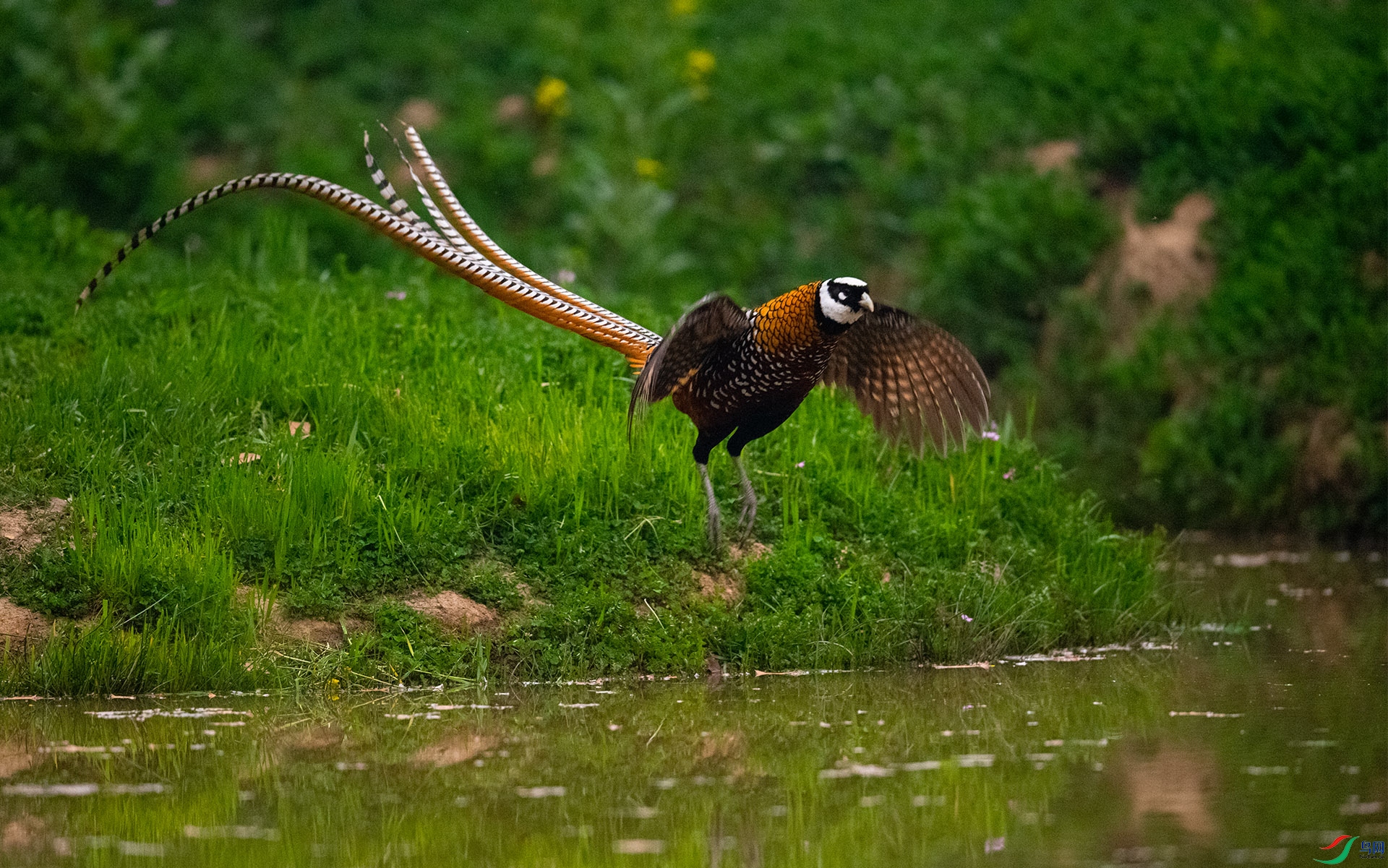 XQD_3110�׹ڳ�β��.jpg