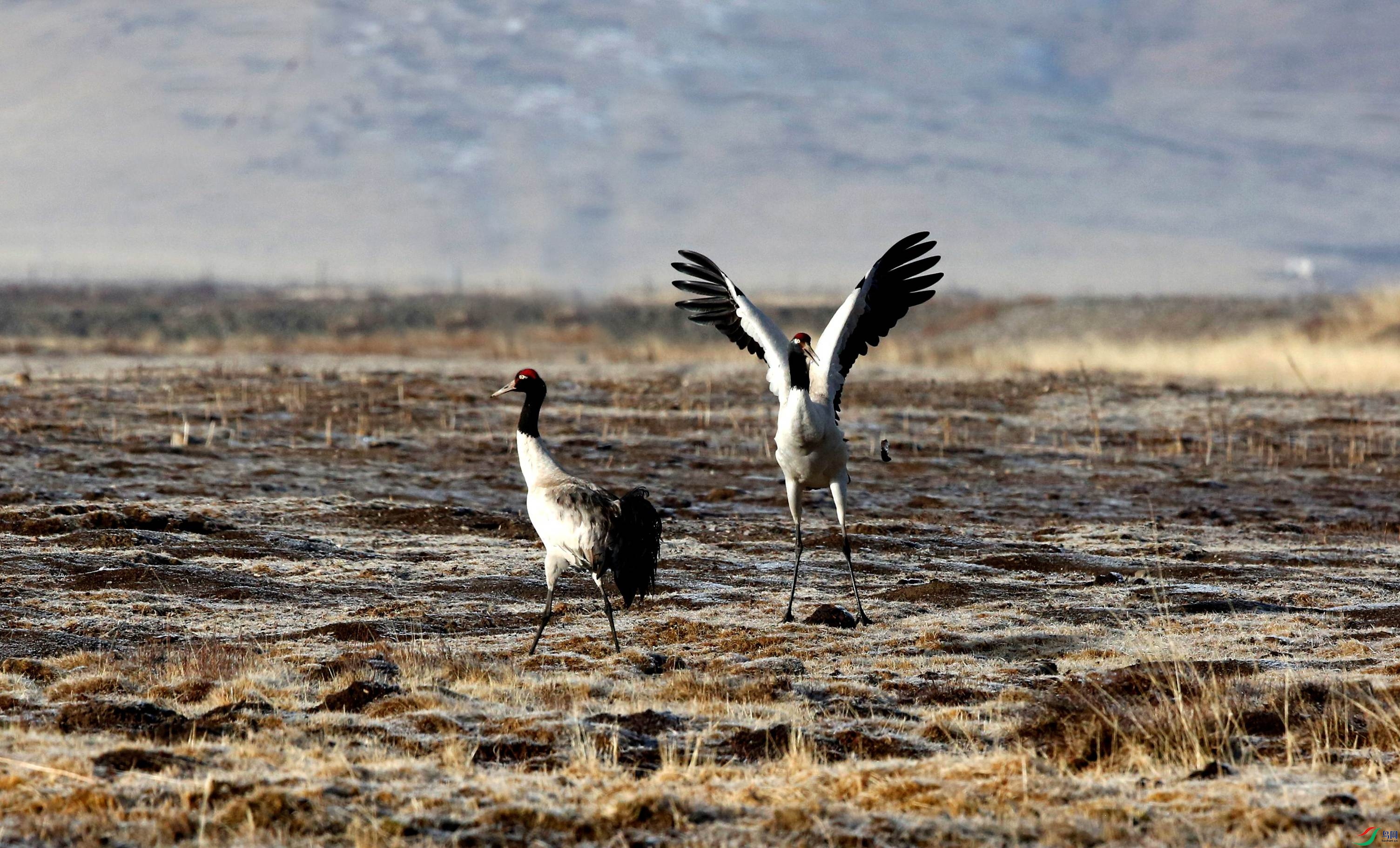 _39A0948_���� - ����.jpg