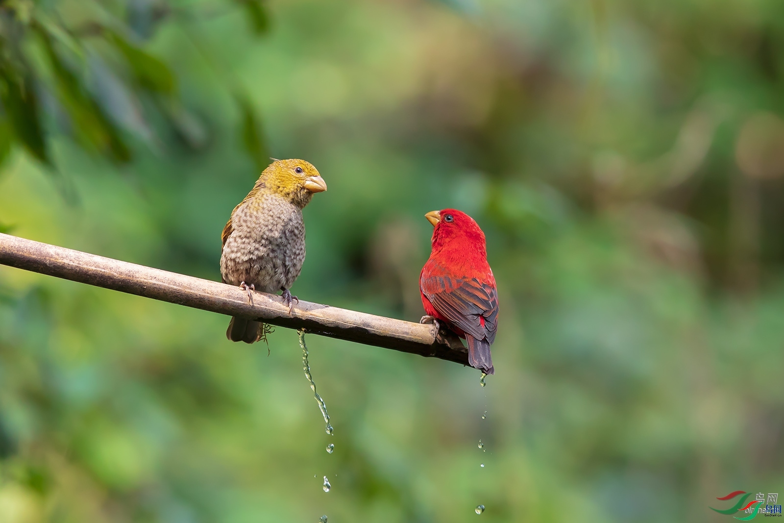 ��ԭ��  ��ʦ����������ʡ��ɽ��.jpg