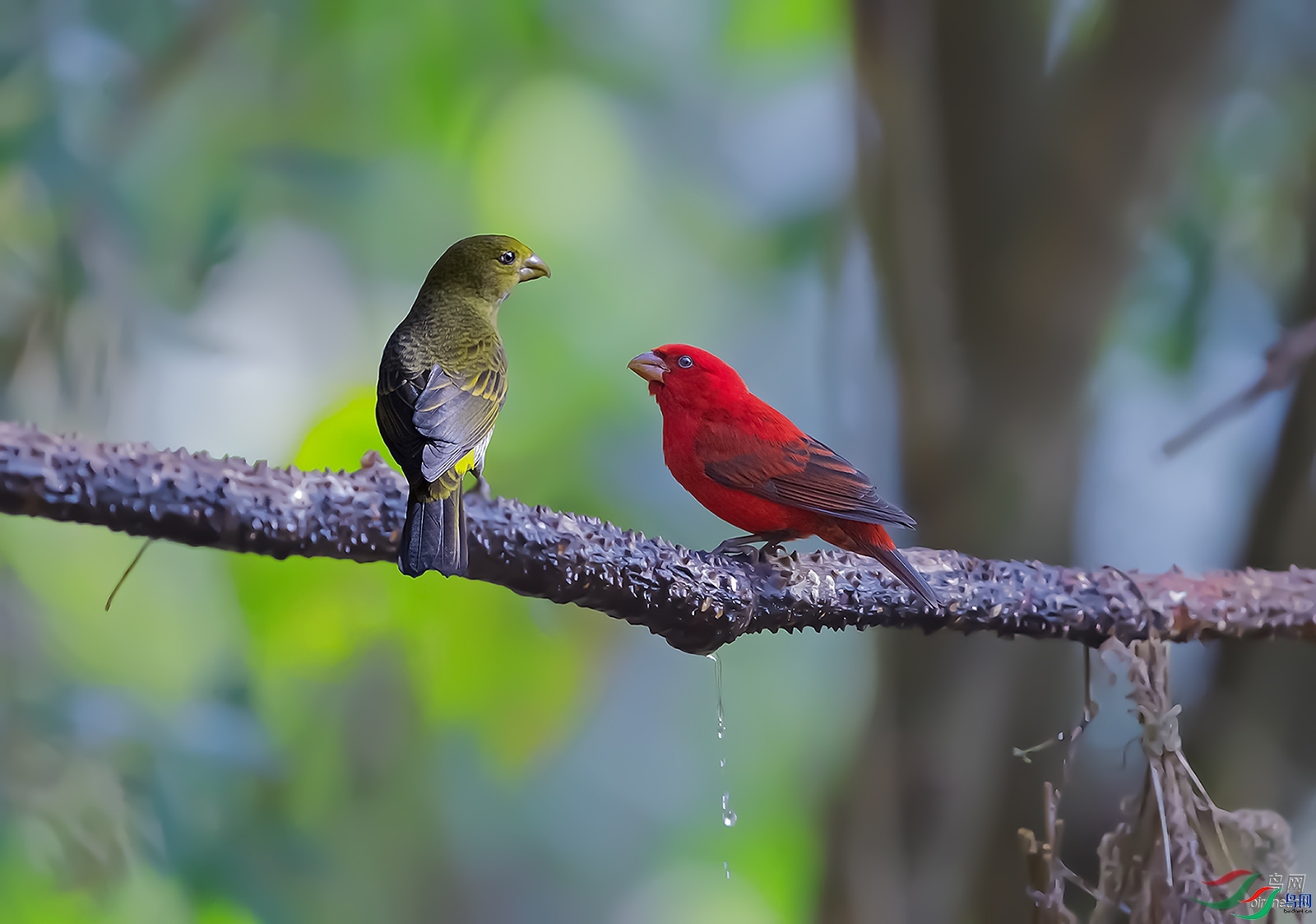 ��ӥ  ��ʦ����������ʡ.jpg