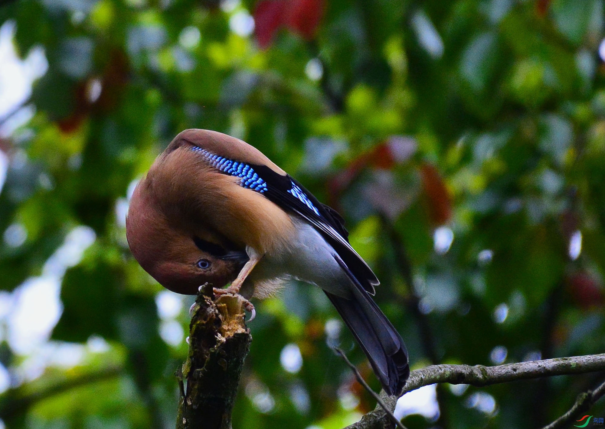 �l�ܱ����Ǵ��ۣ�