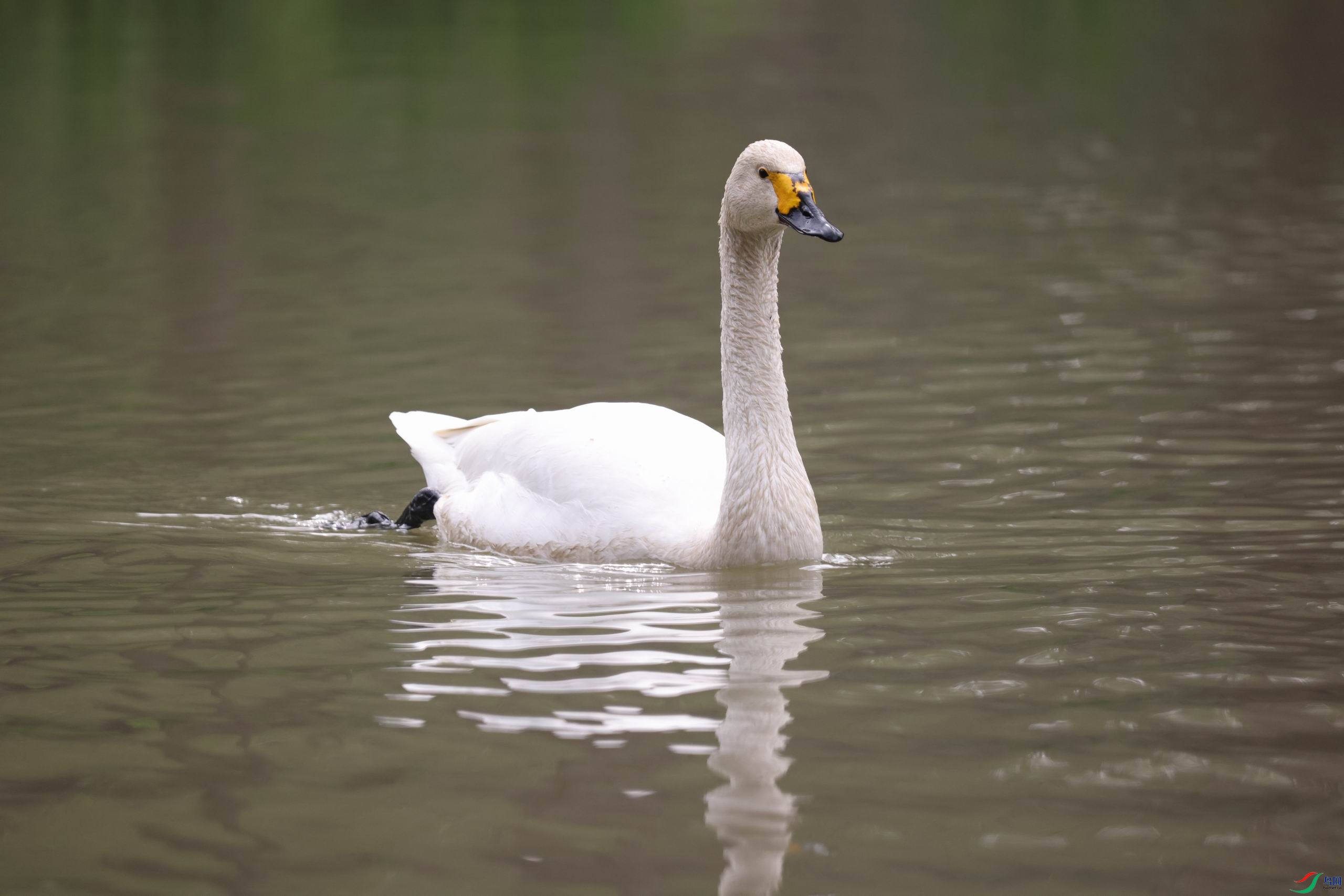 ������С 0E5A6936.JPG