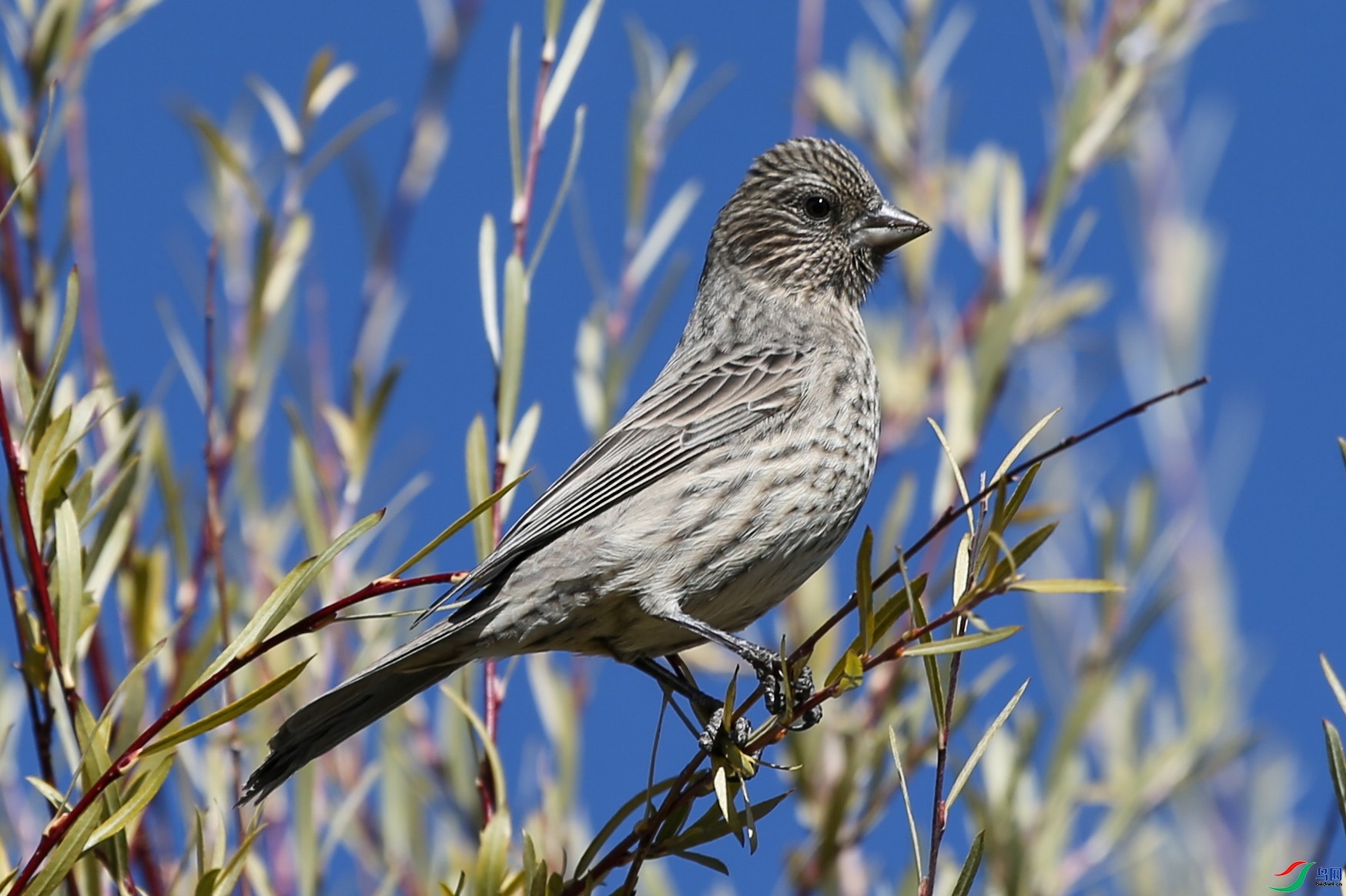 ���ʰɫ  ��ʦ�������ຣʡ�������������ݹ�����.jpg