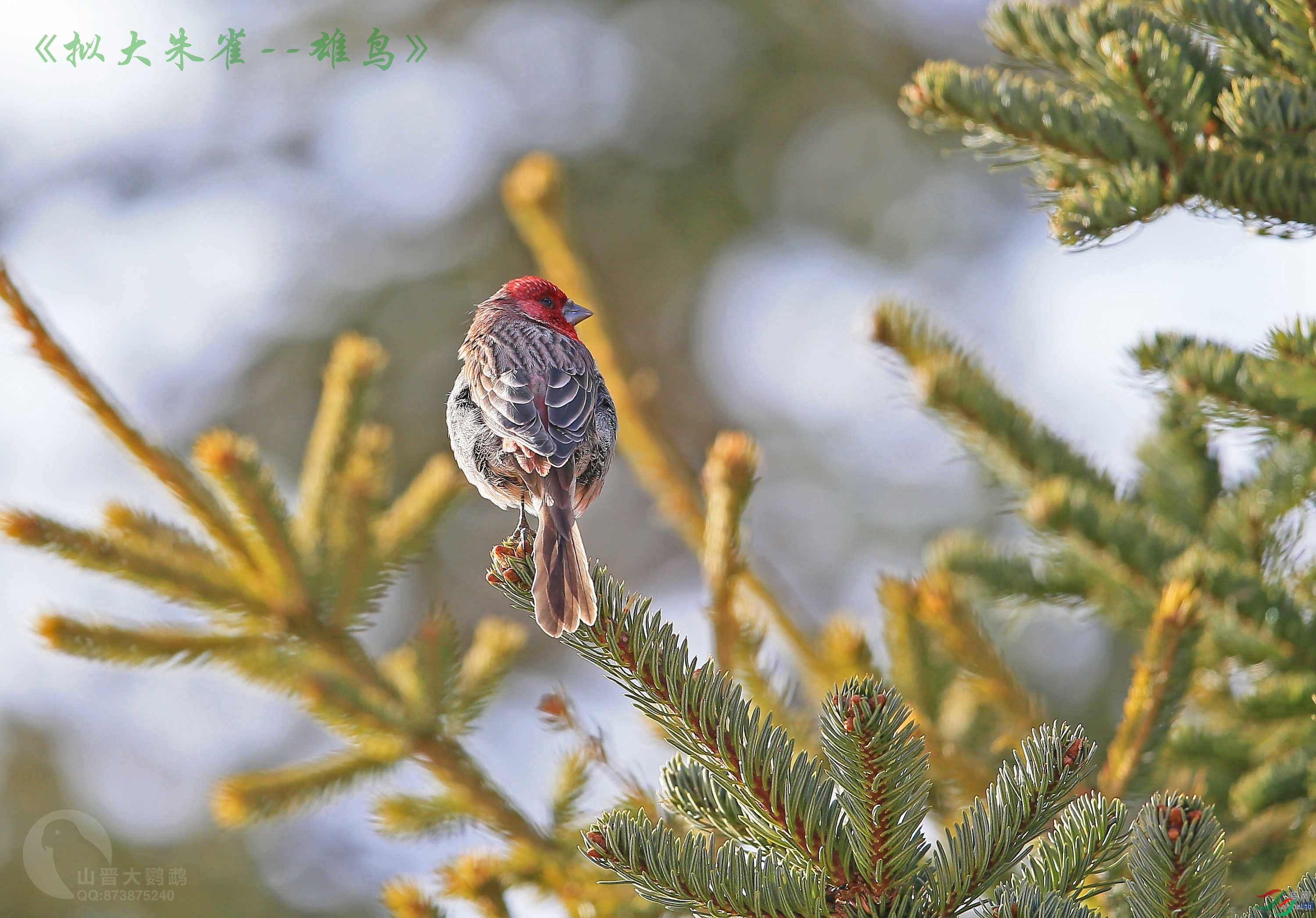ɽ��������  ��ʦ�������Ĵ�ʡ���β���������.jpg