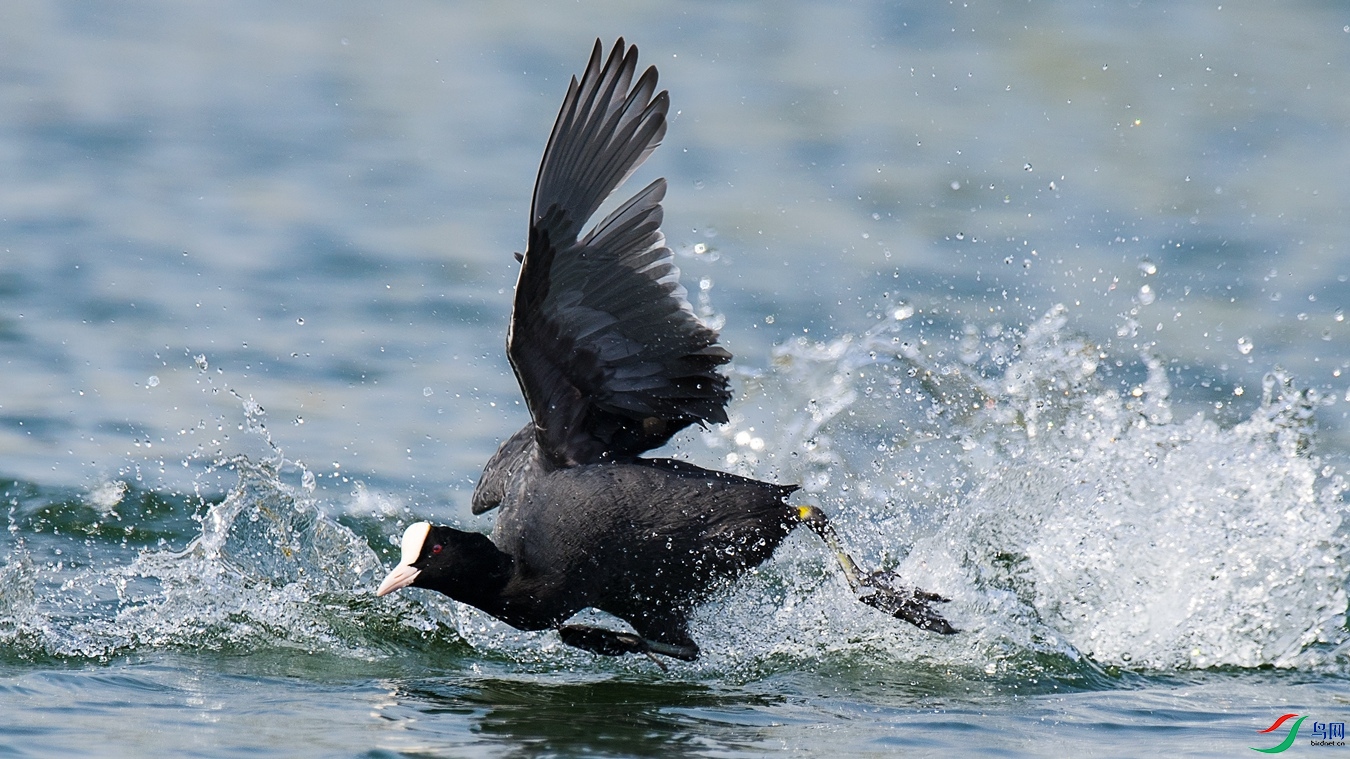 DSC_9575 - ����.jpg