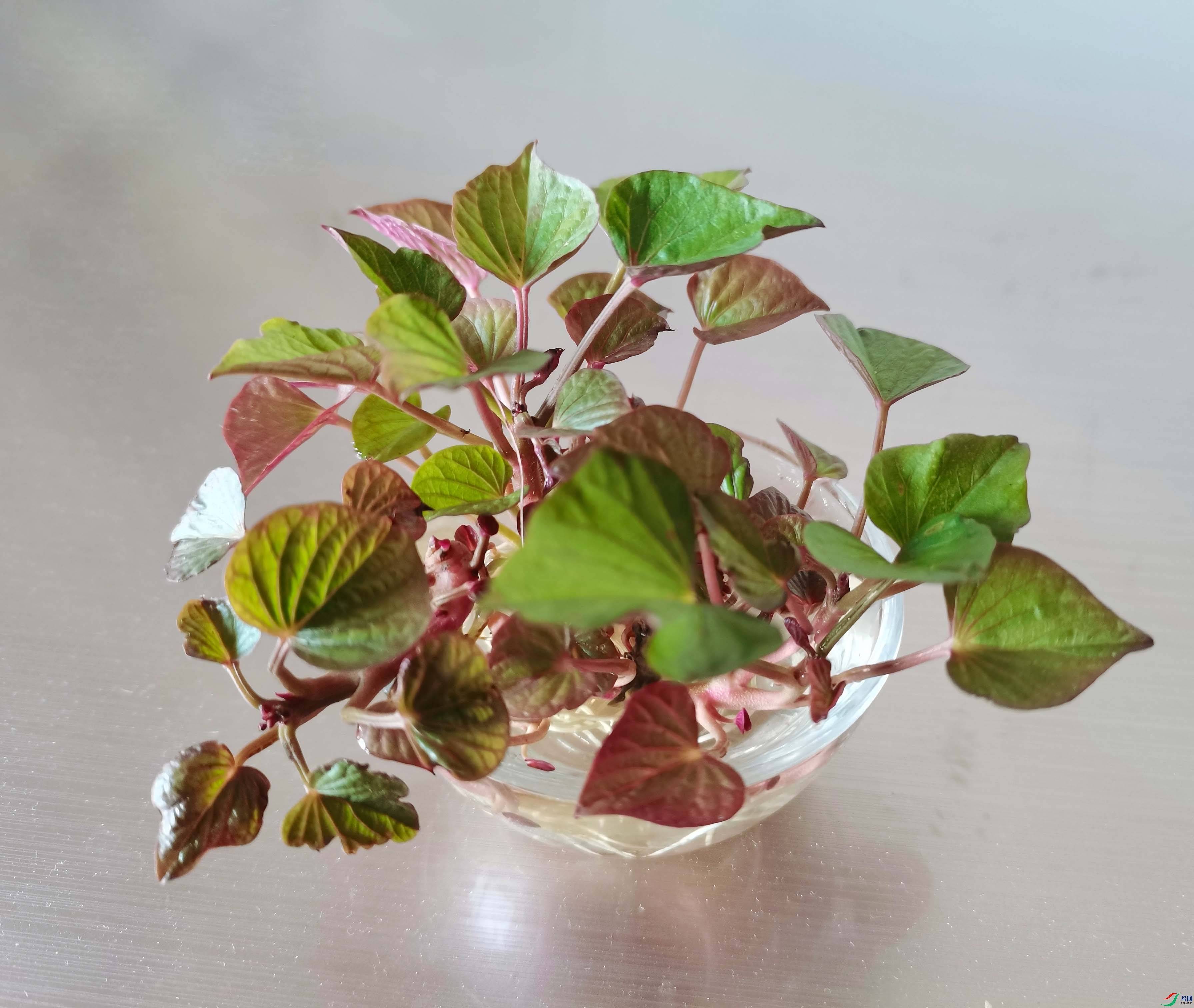 ���û�����ӣ�����ĵع��������ӣ�����������ˮ����������ʱ���Ƶ��������ϣ������ųԵع϶��ǳ�����Ҷ�� ...