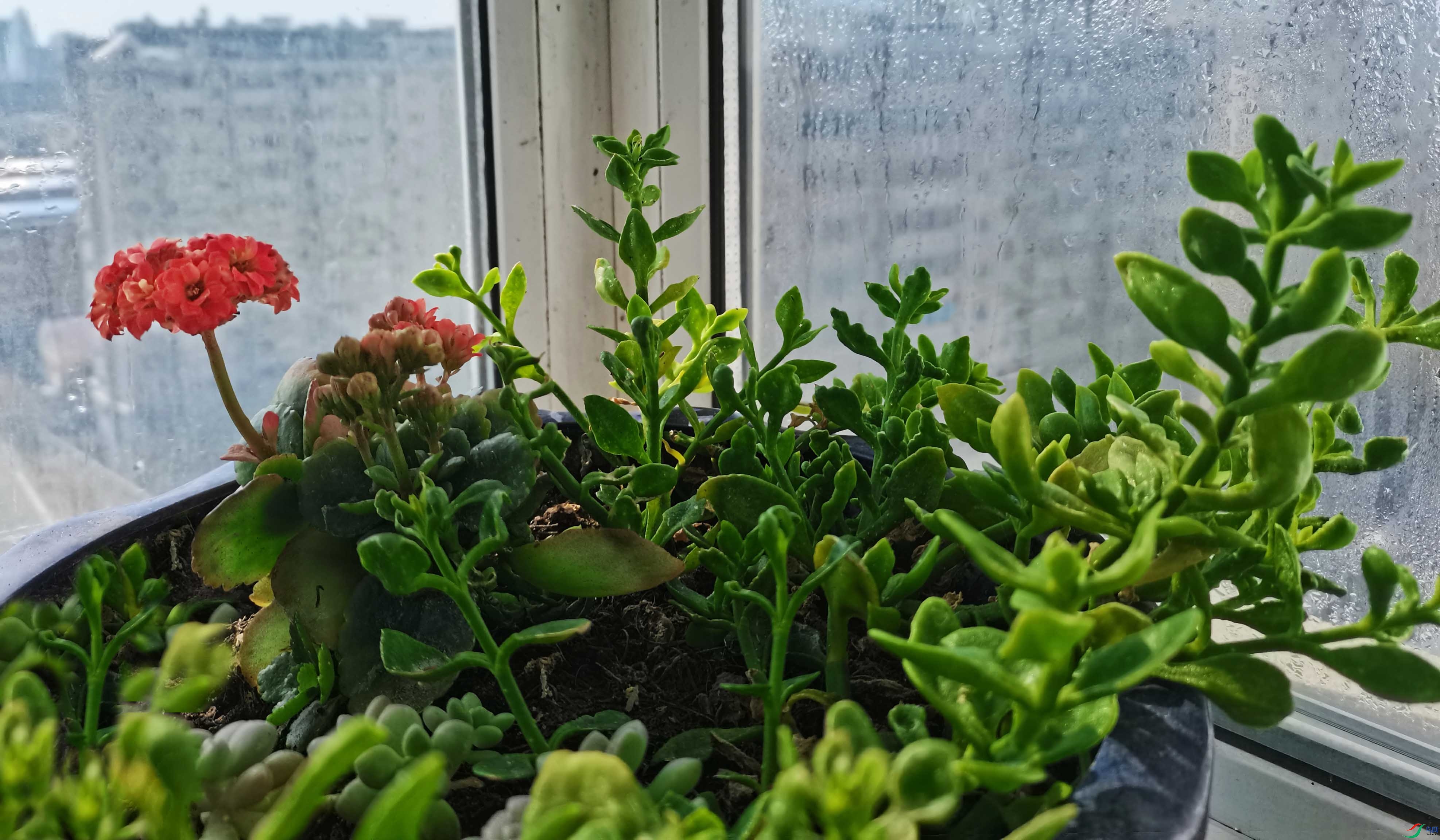 ���д������˺������֣���һ���Դ�׳Щ�ģ��������Լ�ռһ��������ڱ�Ļ����Ա߲��þͻ᳤���裬�ǳ����� ...