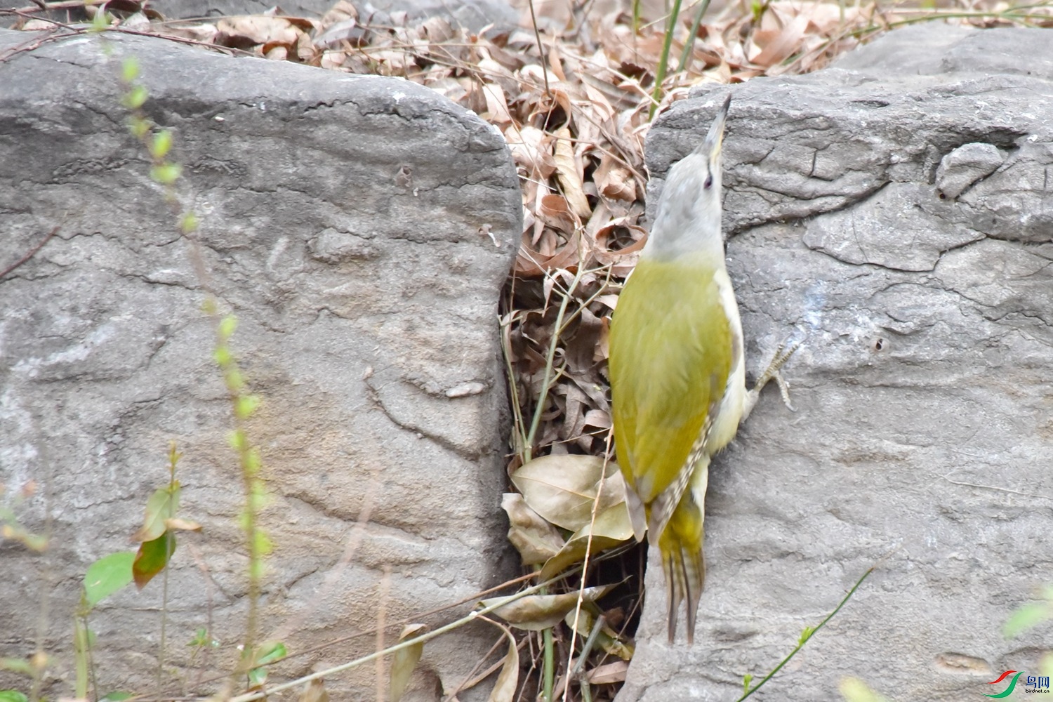 DSC_0721.JPG