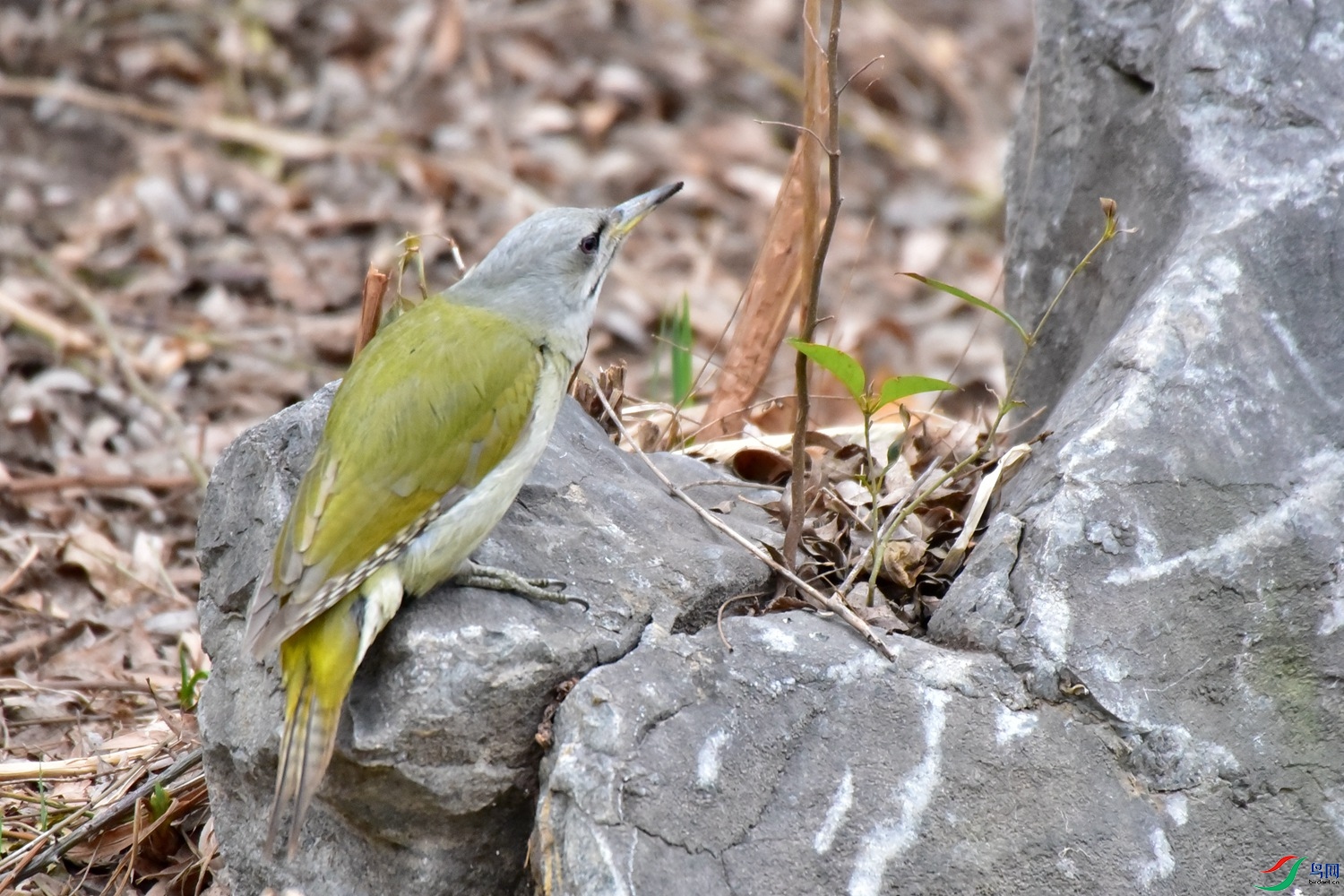 DSC_0739.JPG