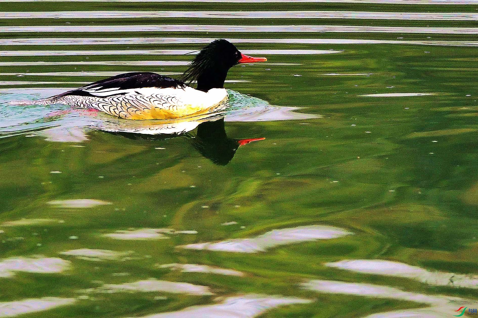 DSC_4911_����.jpg