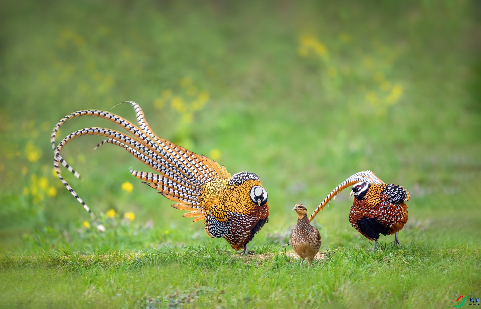 DSC_3536 ����_����.jpg