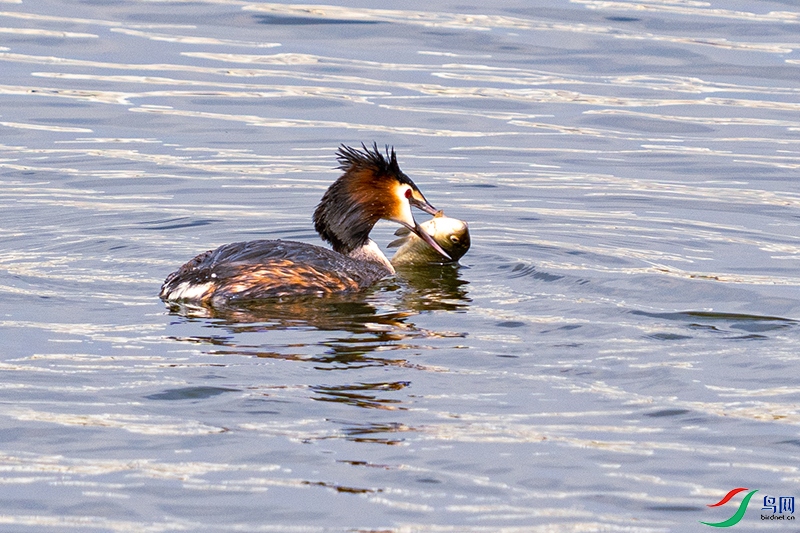 �ƶ����ᣬ�����ε�Ŭ���������˻ر���