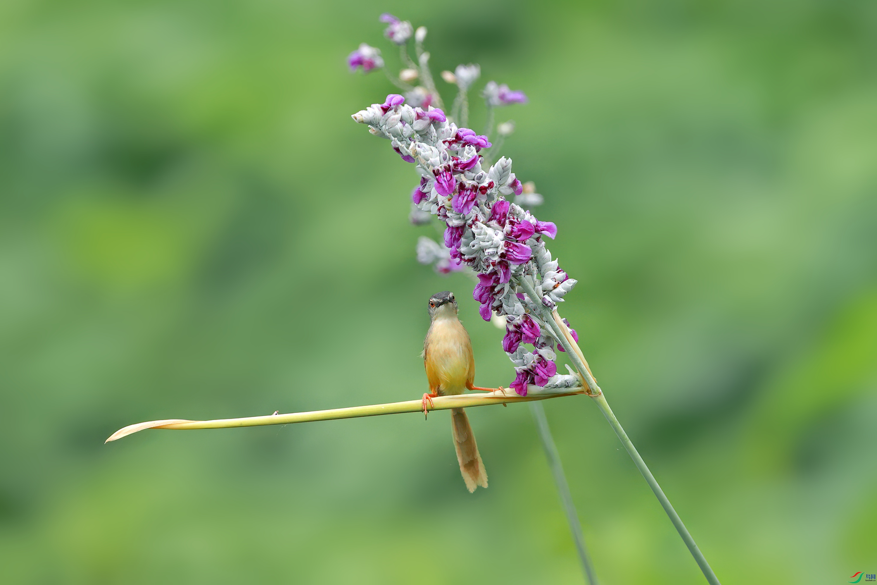 _O8I6859-DeNoiseAI-denoise (1)_����.jpg