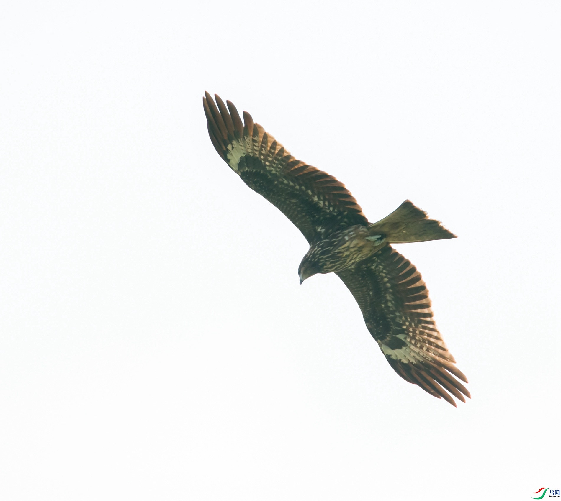 BS6T9412.jpg