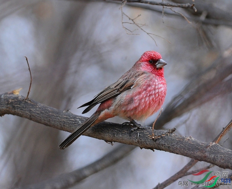 ����ϸ��  ��ʦ��������.��.������������ľ��.jpg