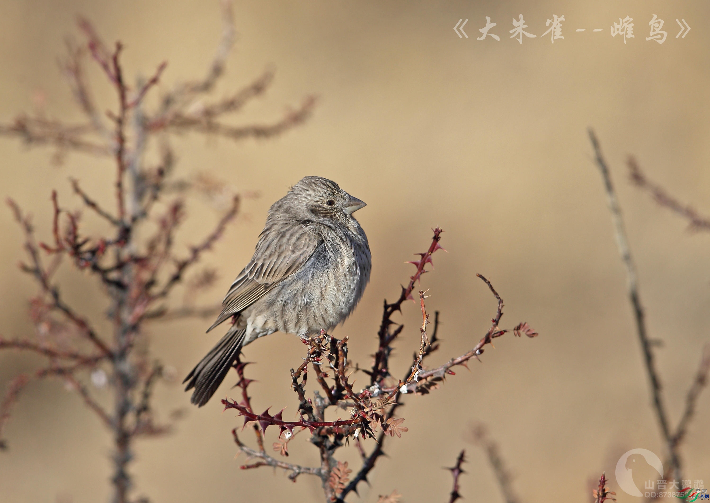 ɽ��������  ��ʦ��������.��.�������տ������1.jpg