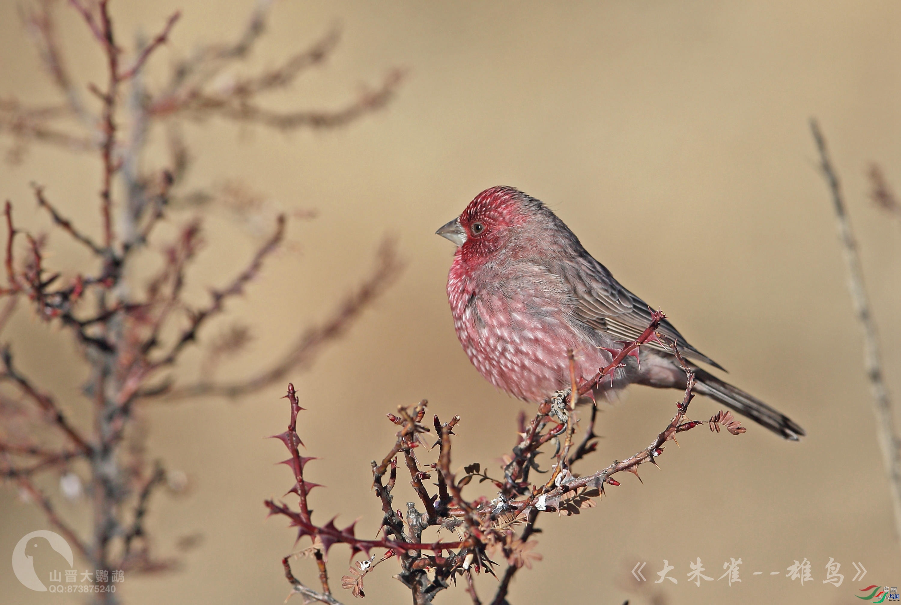 ɽ��������  ��ʦ��������.��.�������տ������.jpg