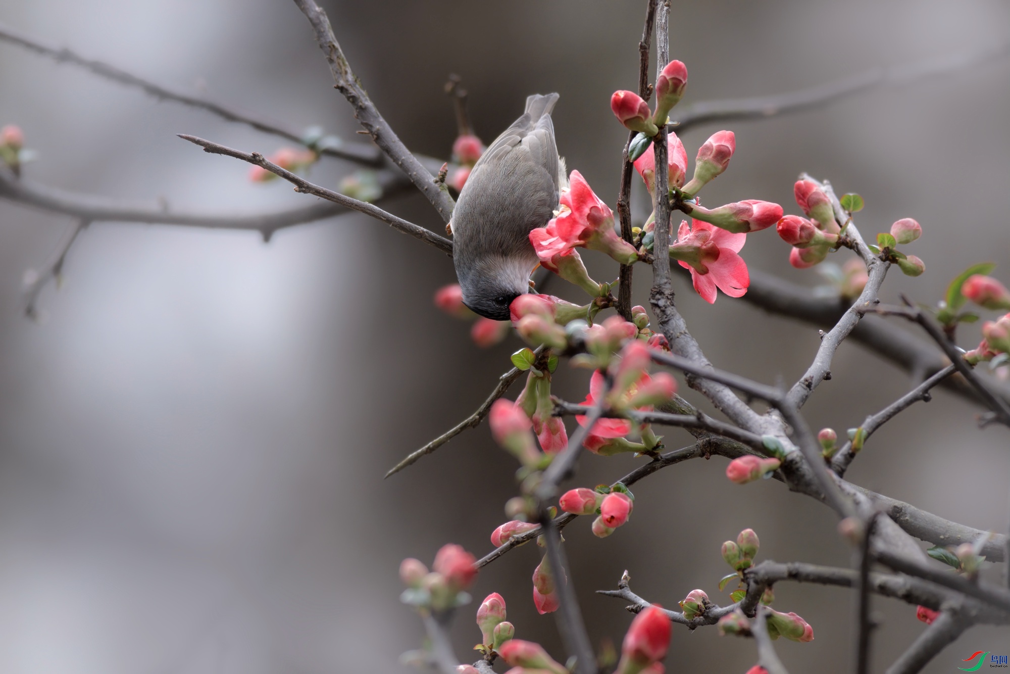 DSC_3811 ����.jpg