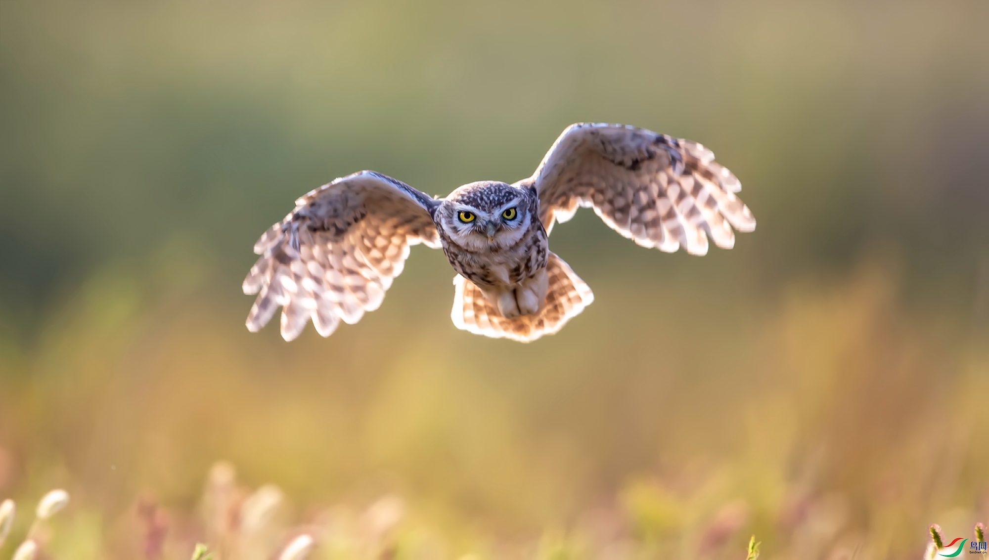 ���Ƹ�С�^