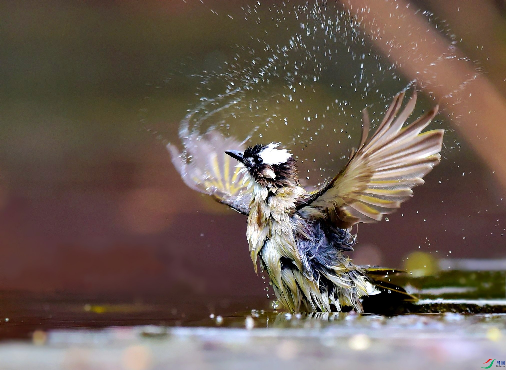 DSC_4646_conew3.jpg